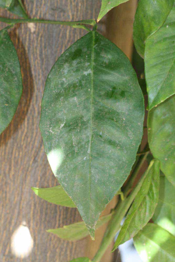              Unifoliolate leaf (Riverside, CA)       